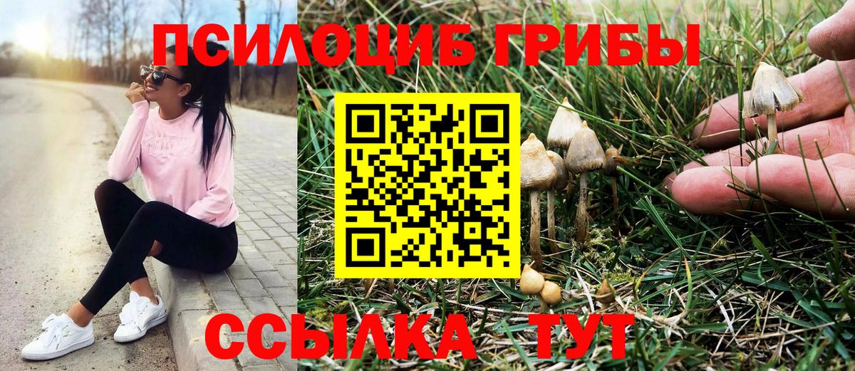 Галлюциногенные грибы Cubensis Строитель
